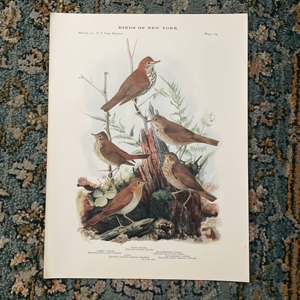 🖤5/$25 Ornithological Bird Print Original woodland scene with thrush